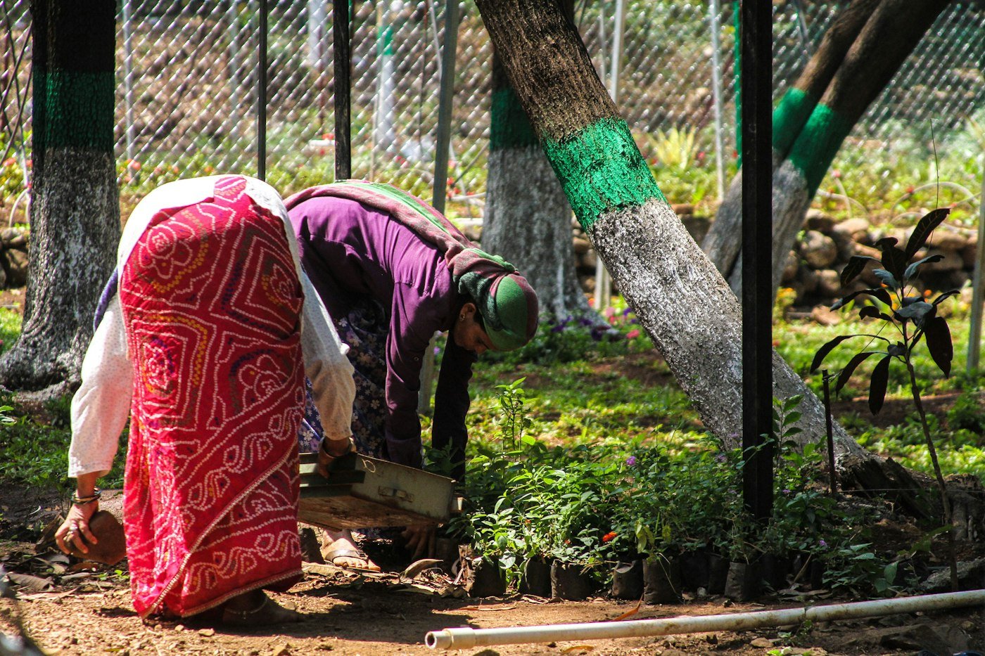 Agricultrices au travail dans un champ