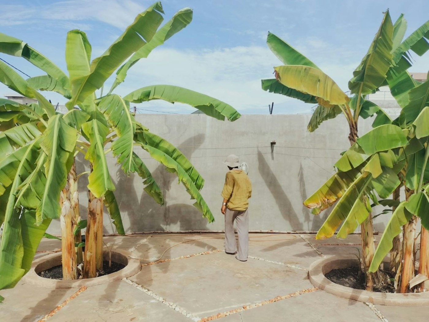 Bananiers devant une maison