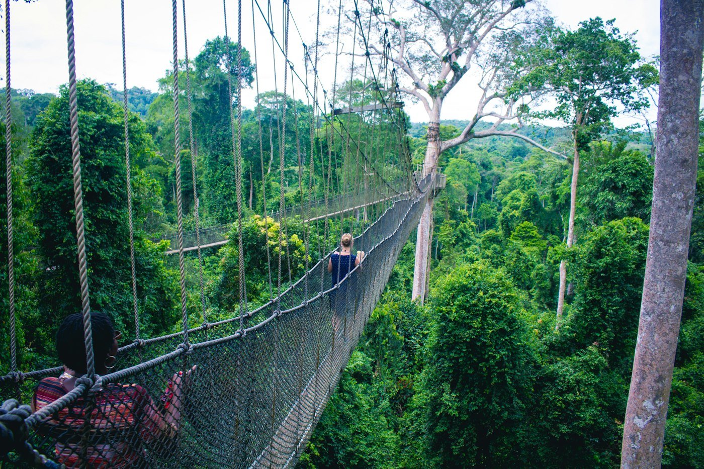 Passerelle suspendue dans la canopée d’une forêt tropicale d’Afrique de l’Ouest