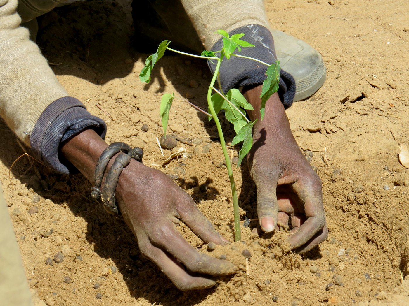Mains plantant un jeune plant dans la terre