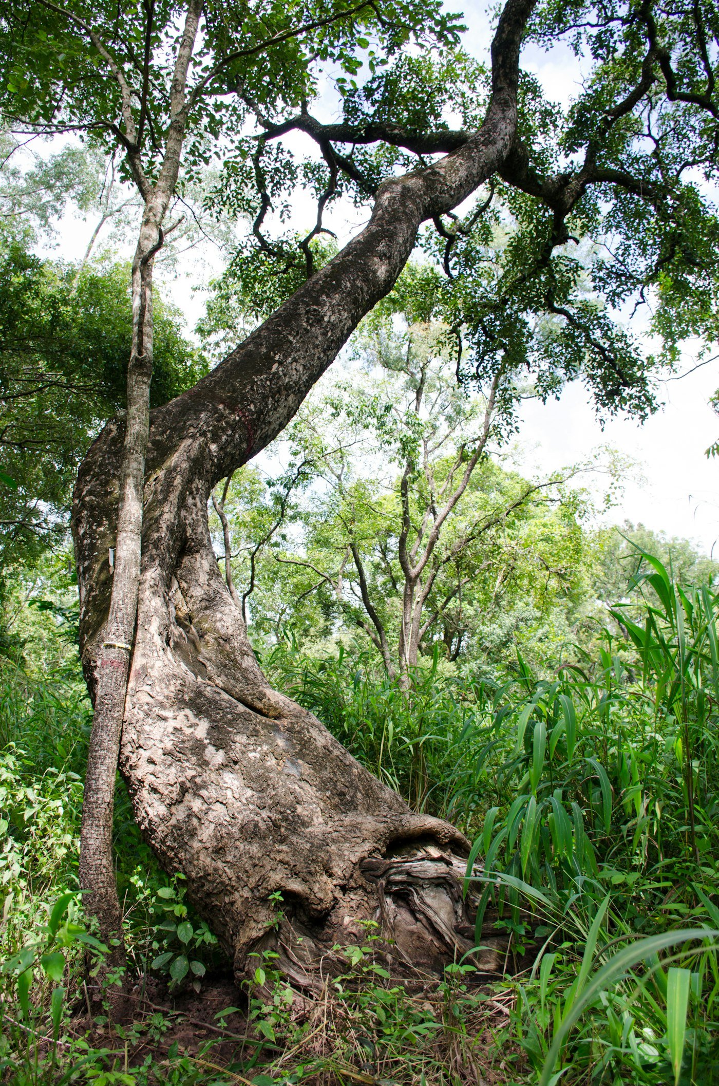 Grand arbre dans une forêt d’Afrique de l’Ouest