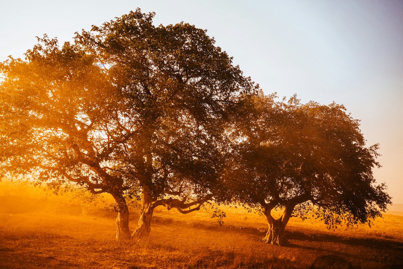 Grands arbres de savane boisée au coucher du soleil