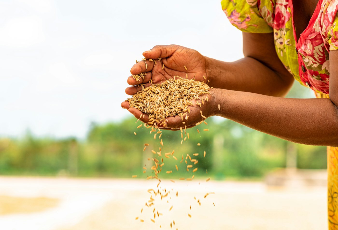 Mains tenant des graines au-dessus de la terre