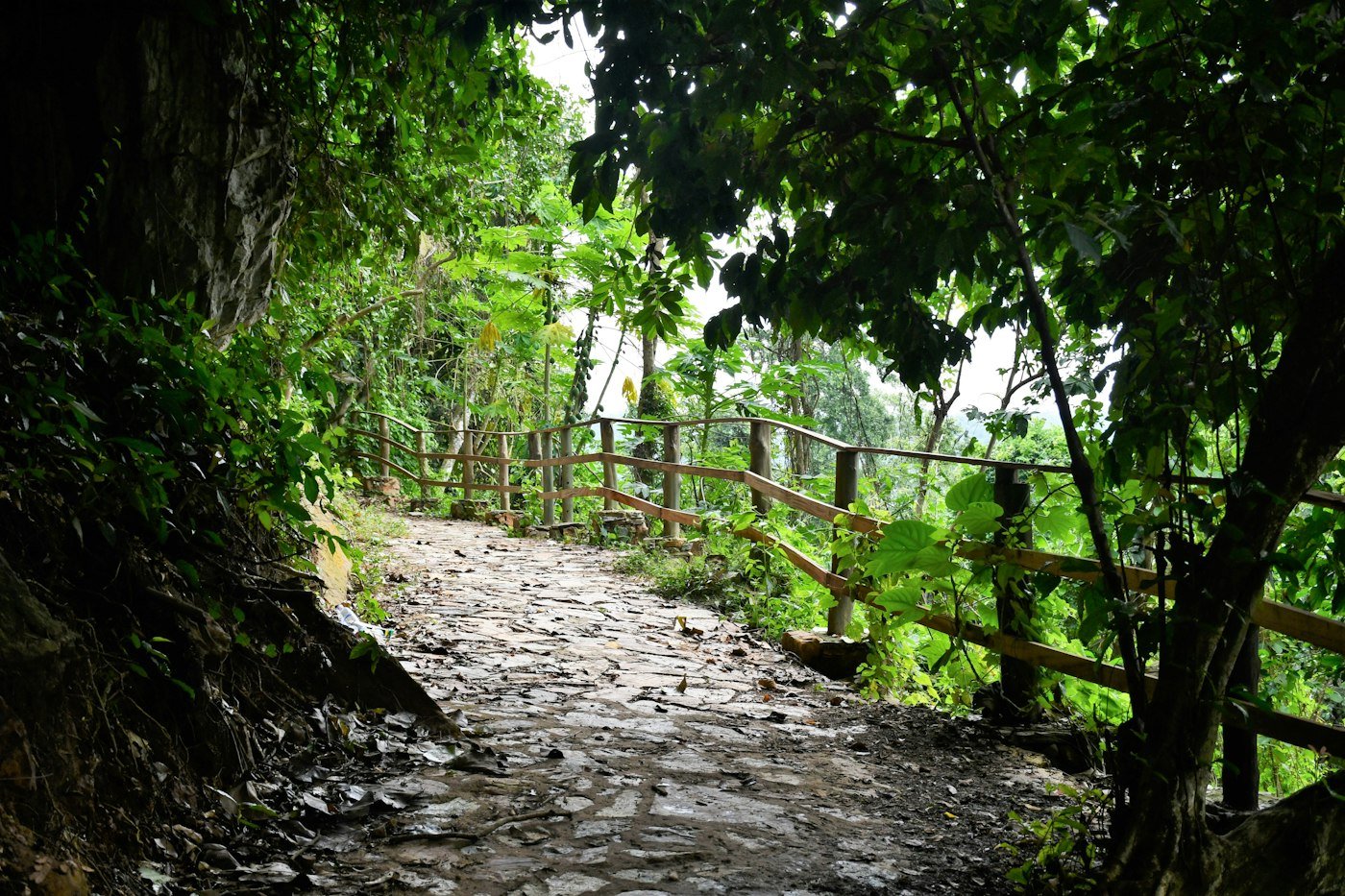 Sentier dans une forêt verdoyante